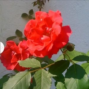 Meet your Posher, Turkmen